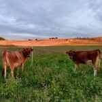 WhatsApp Image 2025-12-18 at 14.08.44 (5)