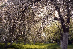 _ADS0198 (2) - Kopia