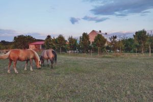 WhatsApp Image 2025-12-18 at 14.08.43 (1)